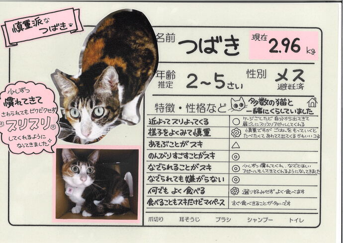 つばき