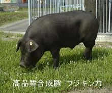 写真：フジキンカ