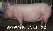 写真：フジヨーク2