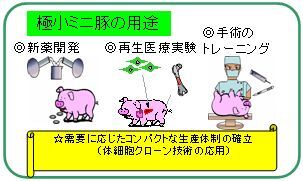イラスト：極小ミニ豚の用途