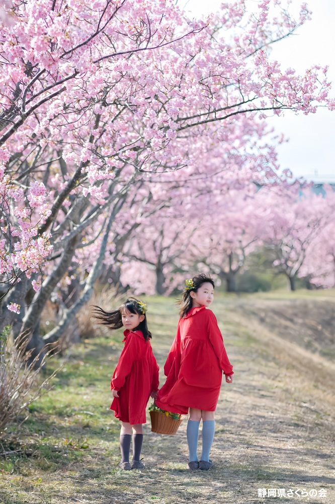 写真:桜の風景部門準特選