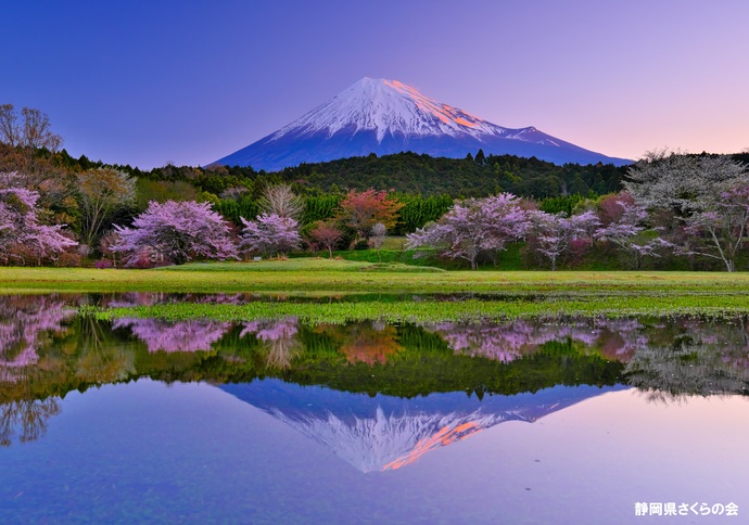 写真:富士山と桜部門特選