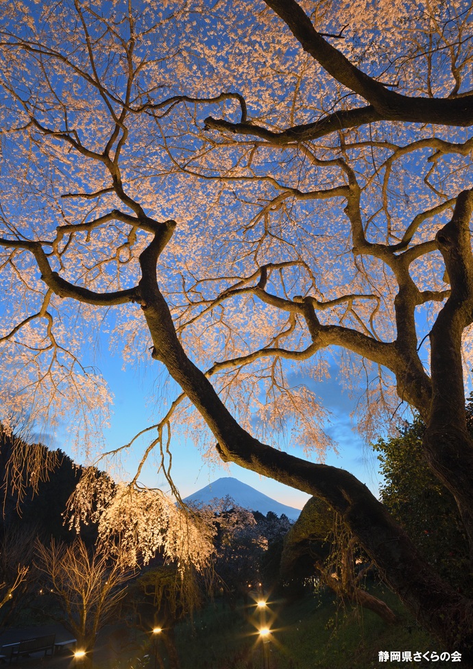 写真:富士山と桜部門準特選