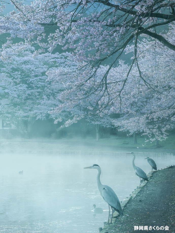 写真:桜の風景部門準特選
