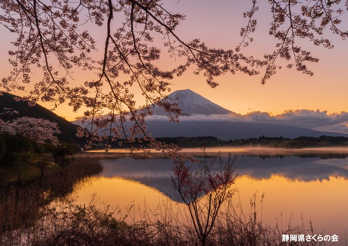 写真:富士山と桜部門入選3