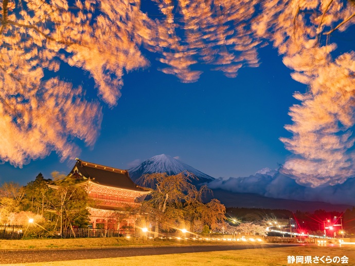 写真:富士山と桜部門入選4