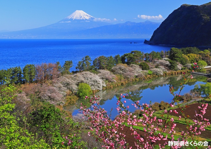 写真:富士山と桜部門入選5