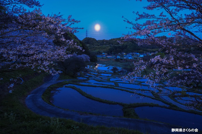 写真:桜の風景部門準入選