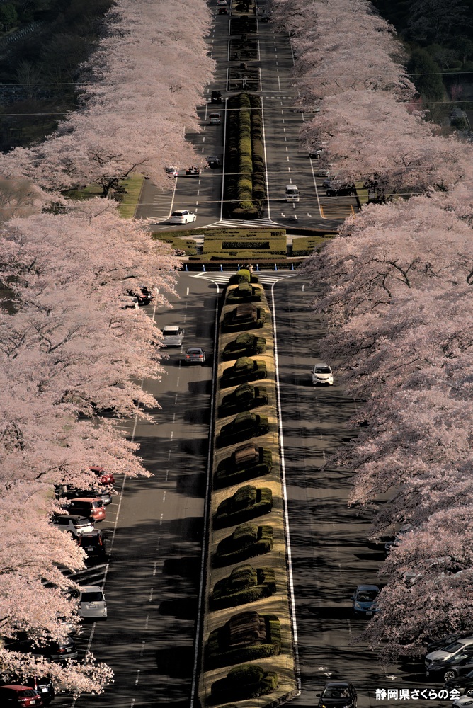 写真:桜の風景部門入選5