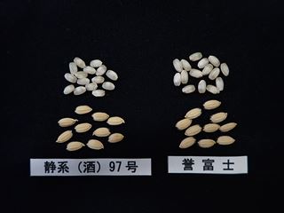 「令和誉富士」の玄米と籾