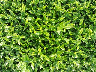 新芽の樹冠面画像から開葉数を推定
