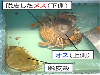 交尾の様子
