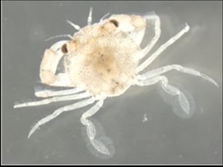 完全養殖で誕生した稚ガニ