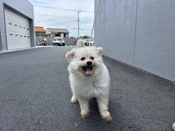 犬写真　2608TD004