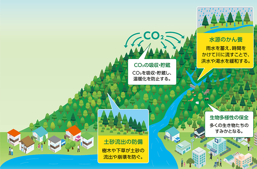 森林の働きに関する図解イラスト。「CO2の吸収・貯蔵:CO2を吸収・貯蔵し、温暖化を防止する。」「水源のかん養:雨水を蓄え、時間をかけて川に流すことで、洪水や渇水を緩和する。」「土砂流出の防備:樹木や下草が土砂の流出や崩壊を防ぐ。」「生物多様性の保全:多くの生き物たちのすみかとなる。」