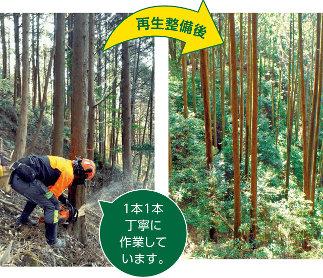森林の再生整備前後の変化を示す写真。