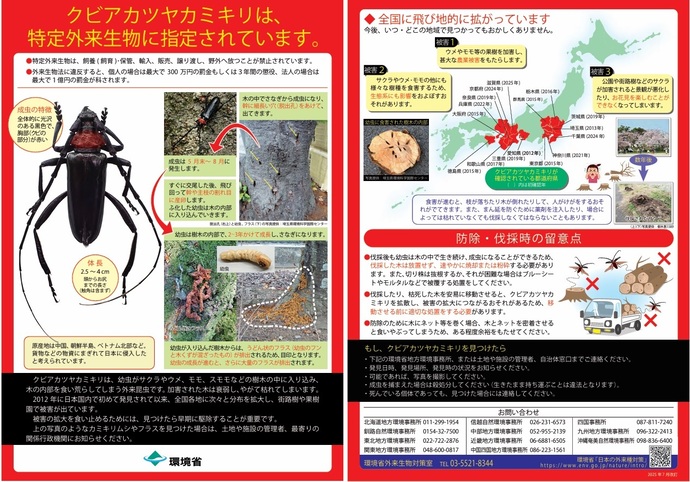 クビアカツヤカミキリは特定外来生物に指定されています