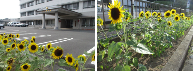 写真：掛川警察署の花壇にひまわりが咲きました